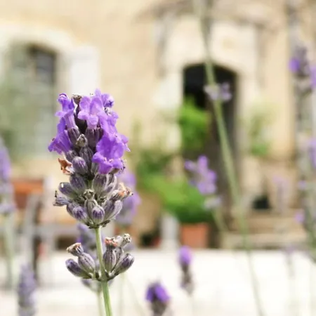 Chateau D'esplavis Bed & Breakfast 3*